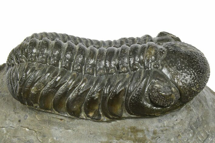 Detailed Austerops Trilobite - Ofaten, Morocco #372441